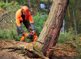 Best Stump Grinding and Removal  in Highfill, AR