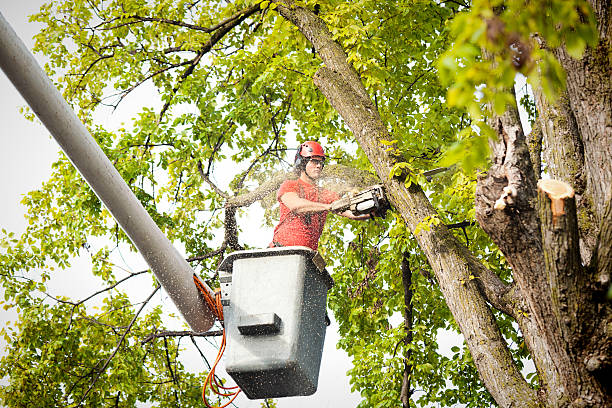 Best Tree Maintenance Programs  in Highfill, AR