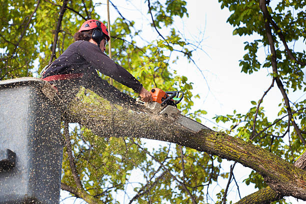 Best Tree Cabling and Bracing  in Highfill, AR